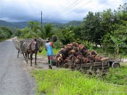 Palm Fruit Harvest