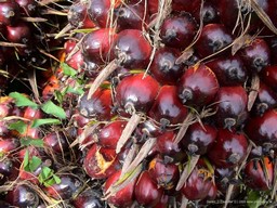 Close-up of the Palm Fruit