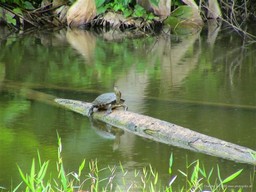 Tortoise Sun Bathing