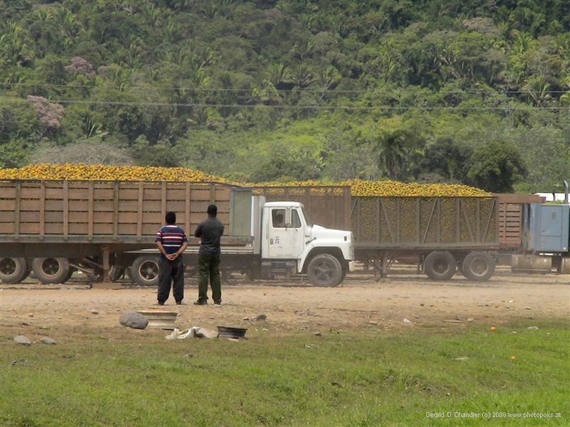 Trucks with Orange harvest west of Dangriga