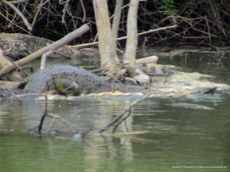 Crocodile on the Move