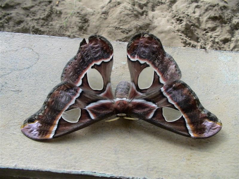 Moth from Las Lajas
