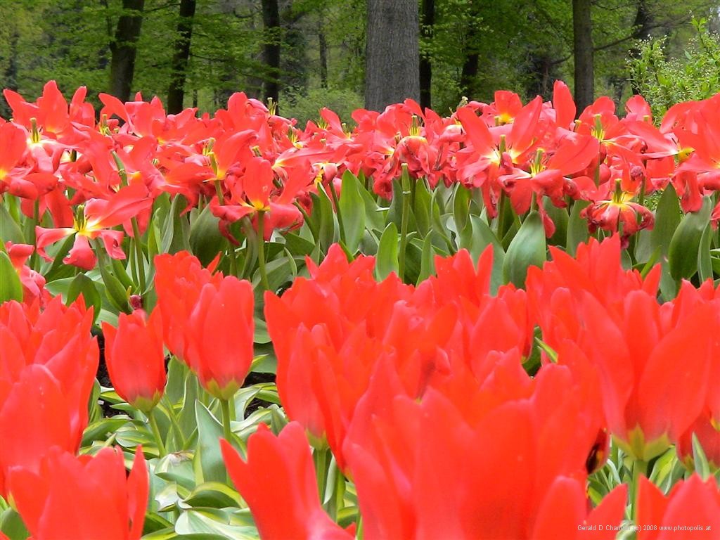 Tulips in the Parc Floral