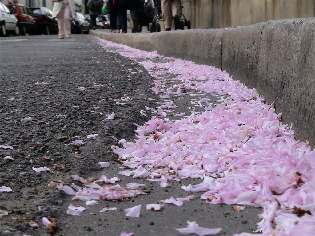 Cherry Blossoms, Charonne (20th)