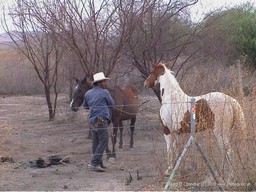 Man and his Horses