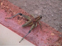 Durango Wildlife