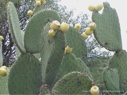 Durango Fruits