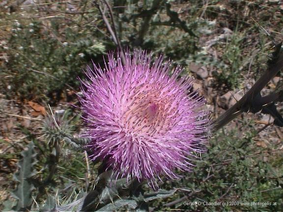 Cueva de las Ventanas