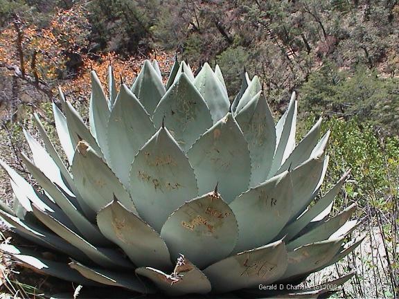 Cactus with graffitti