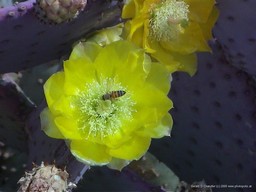 Cactus Flower