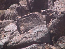 Petroglyph, Deer Park