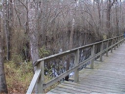 Swamp Walk
