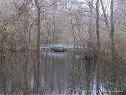 Swamp Walk