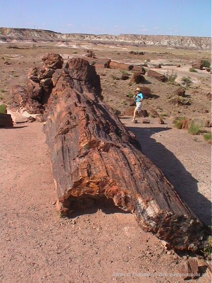Petrified Tree