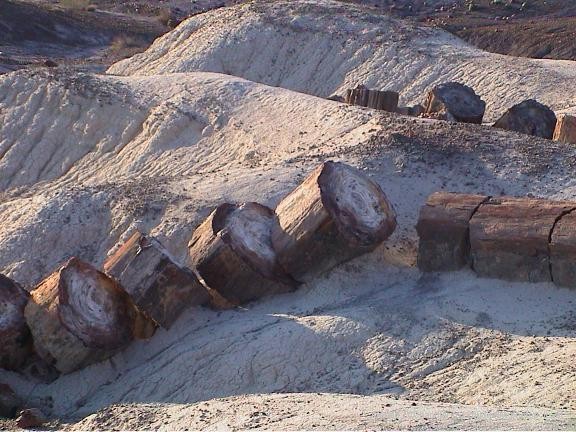 Petrified Tree