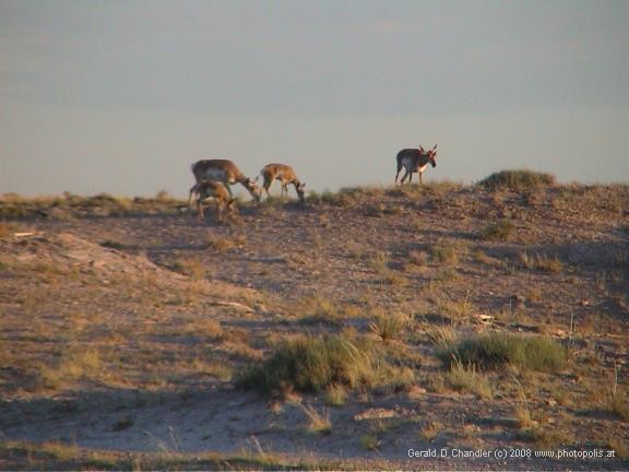 Grazing Antelopes