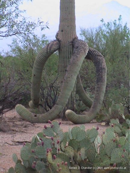 Saguaro NP East