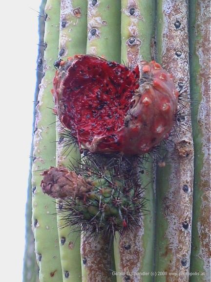 Organ Pipe Flower