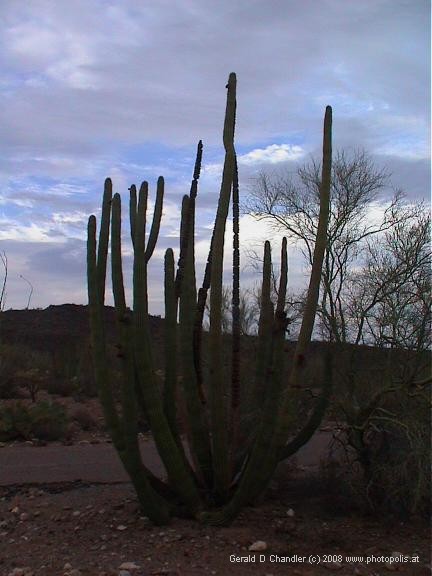 Organ Pipe Cactus National Monument