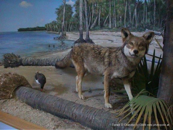 Wildlife panorama at St Vicent's Island Wildlife Visitor Center